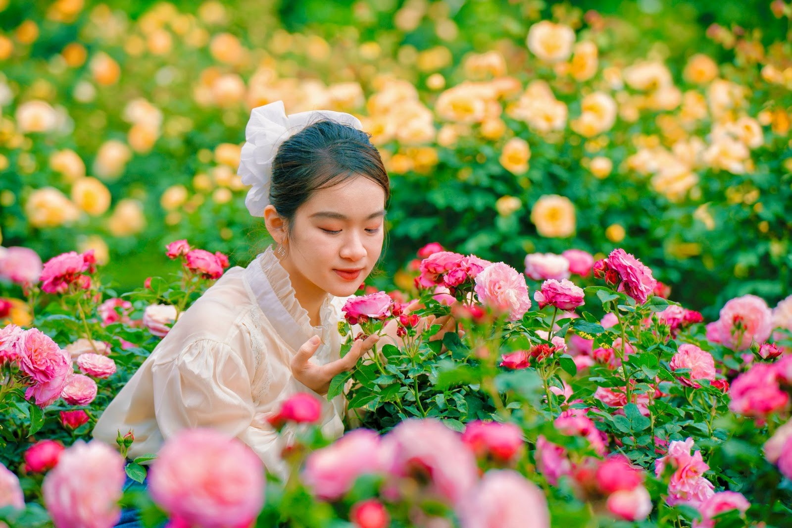 Fansipan: Địa điểm ngắm hoa hồng đẹp nhất miền Bắc 
